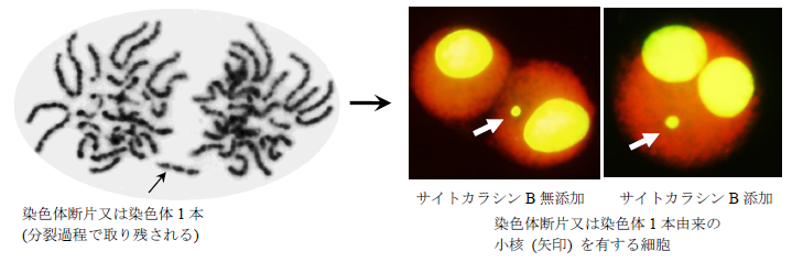 染色体異常試験：染色体異常(構造異常)と派生して生じた小核(CHL/IU細胞)