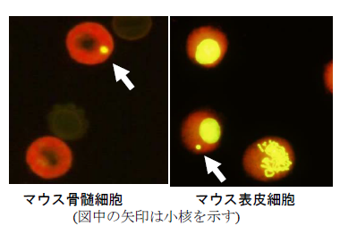 小核試験(in vivo)：小核を有する細胞