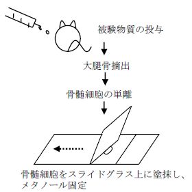 小核試験(in vivo)：骨髄塗抹標本の作製法