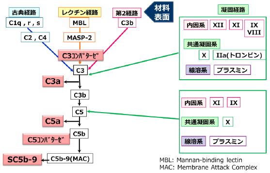 血液適合性試験(血栓性)：補体活性化経路への血液凝固系因子の関与