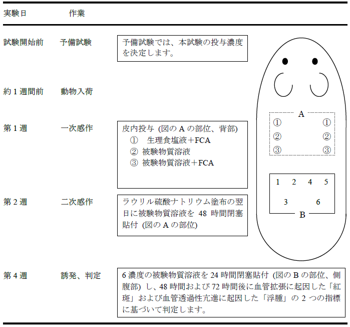 皮膚感作性試験：食品薬品安全センターにおけるGPMTの試験スケジュール例