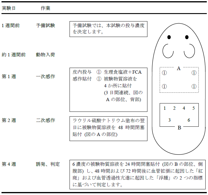 皮膚感作性試験：食品薬品安全センターにおけるA&Pの試験スケジュール例