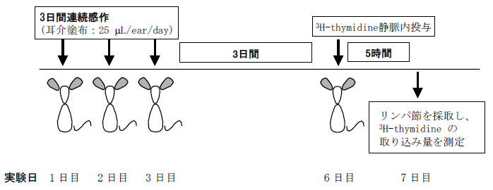 皮膚感作性試験：食品薬品安全センターにおけるLLNAの試験スケジュール例